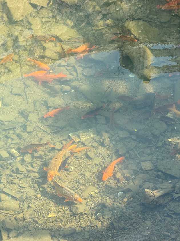 Fische