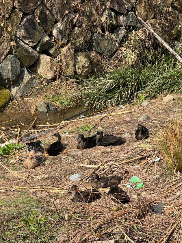 Enten